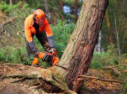 Best Seasonal Cleanup  in San Rlos, CA